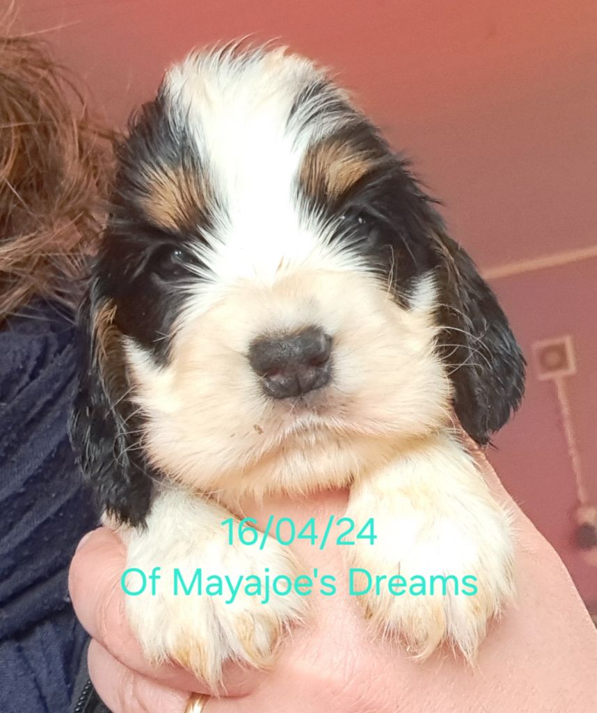 of Mayajoe's Dreams - Chiot disponible  - Cocker Spaniel Anglais