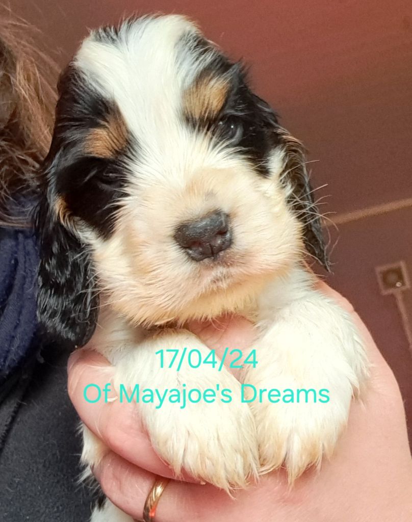 of Mayajoe's Dreams - Chiot disponible  - Cocker Spaniel Anglais