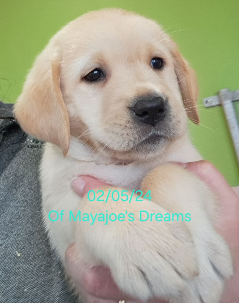 of Mayajoe's Dreams - Chiot disponible  - Labrador Retriever