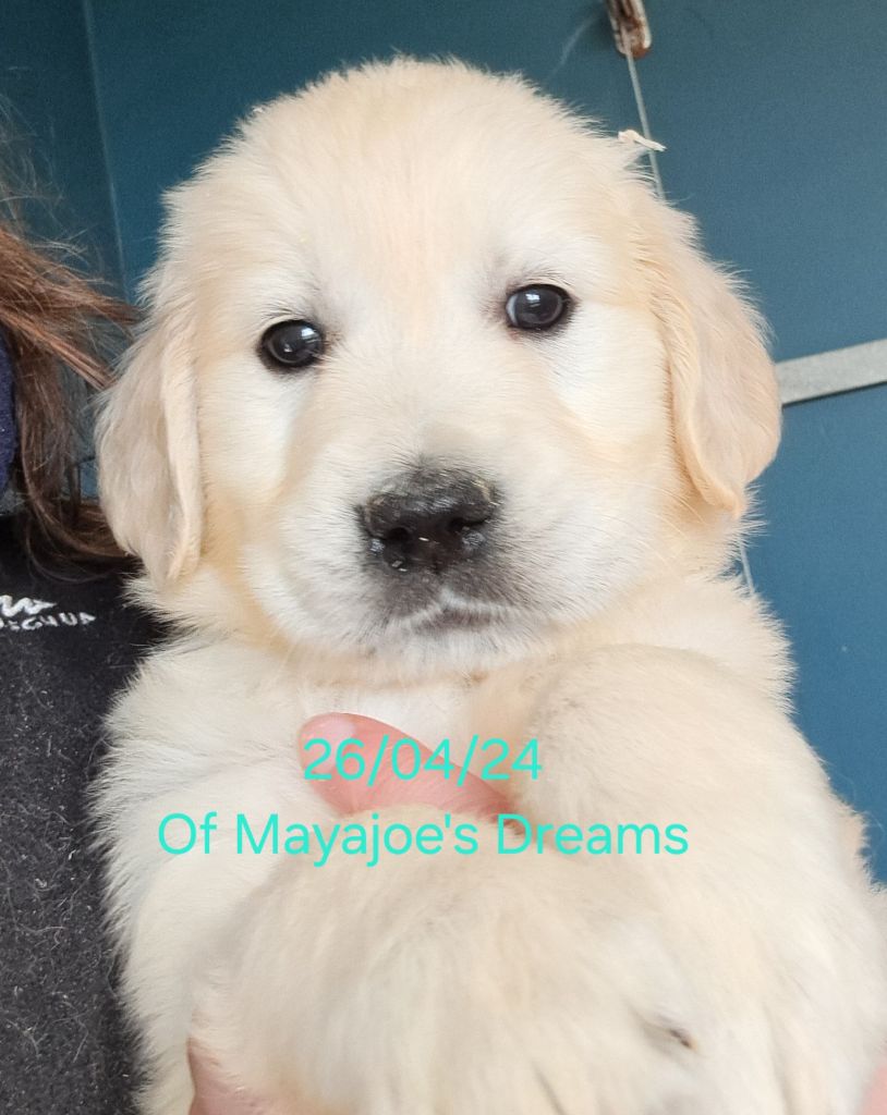of Mayajoe's Dreams - Chiot disponible  - Golden Retriever