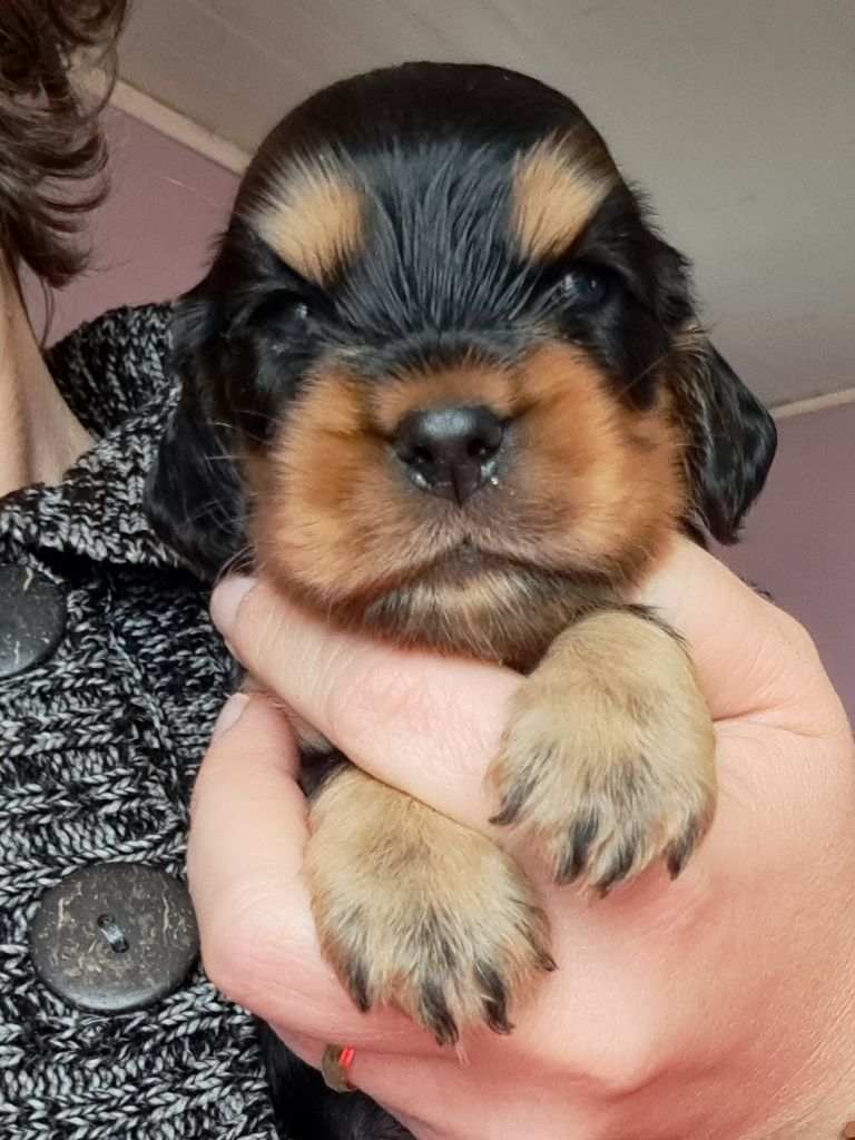 of Mayajoe's Dreams - Chiot disponible  - Cocker Spaniel Anglais