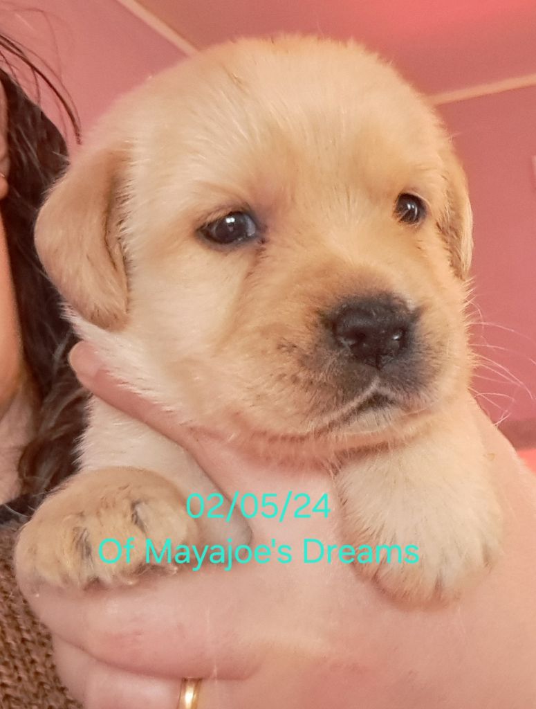 of Mayajoe's Dreams - Chiot disponible  - Labrador Retriever