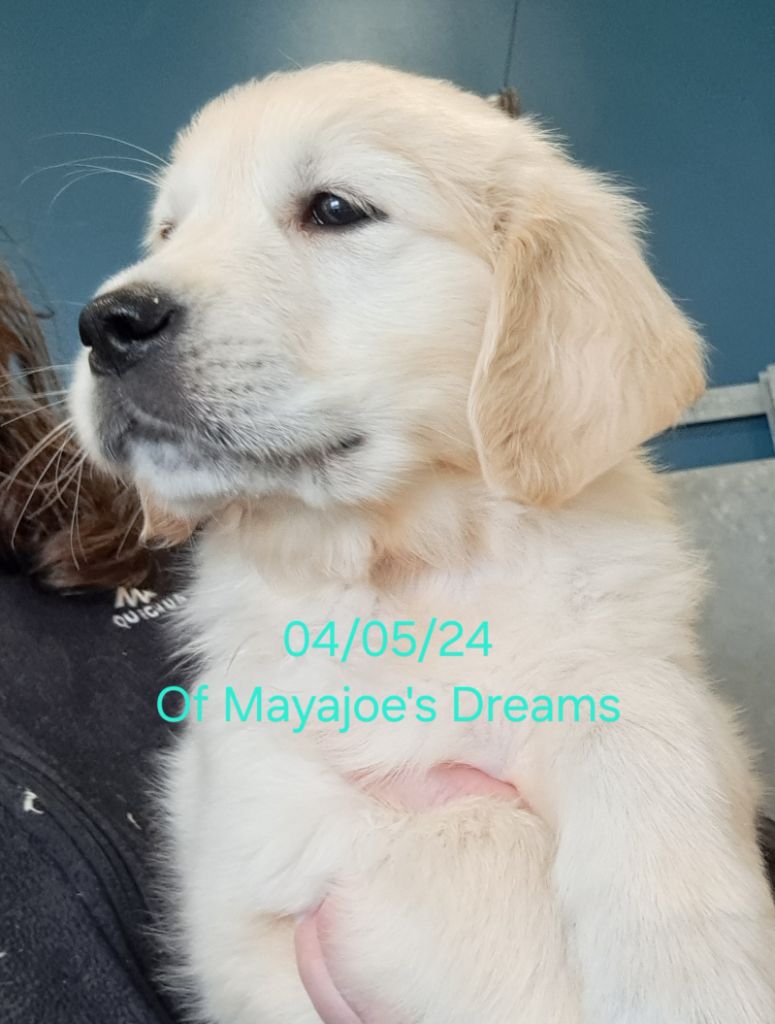 of Mayajoe's Dreams - Chiot disponible  - Golden Retriever