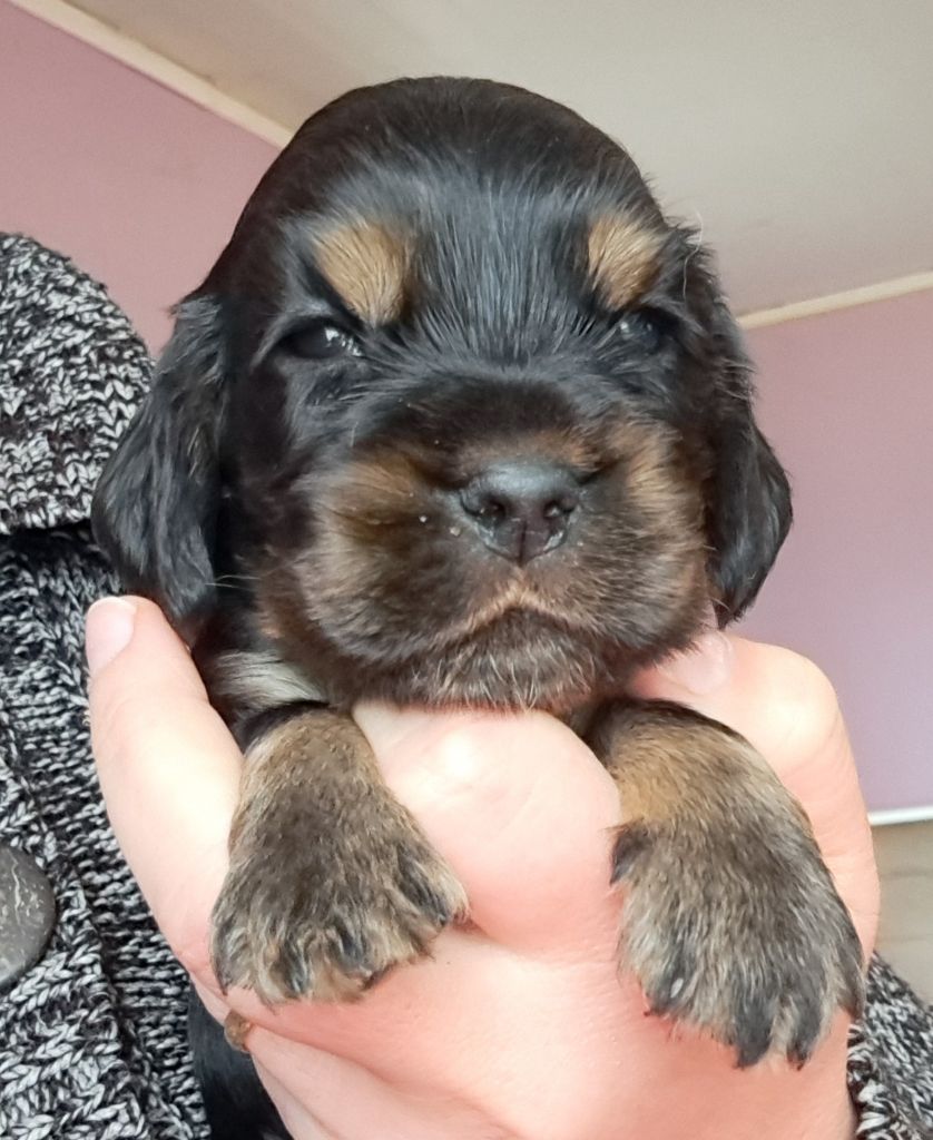 of Mayajoe's Dreams - Chiot disponible  - Cocker Spaniel Anglais