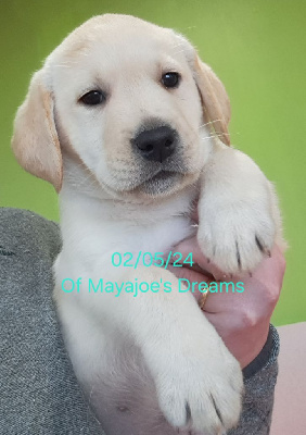 of Mayajoe's Dreams - Labrador Retriever - Portée née le 17/03/2024