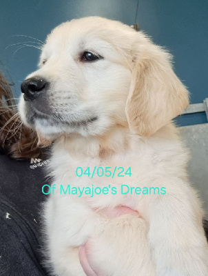 of Mayajoe's Dreams - Golden Retriever - Portée née le 08/03/2024