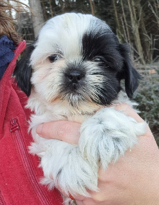 of Mayajoe's Dreams - Shih Tzu - Portée née le 22/10/2024