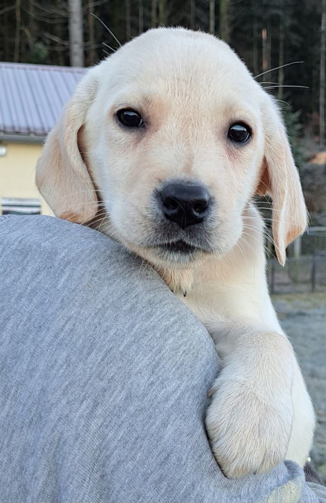 of Mayajoe's Dreams - Chiot disponible  - Labrador Retriever