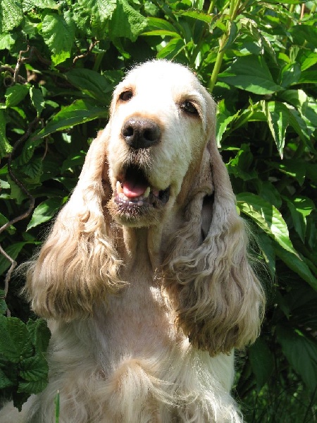 Crépuscule d'automne of Mayajoe's Dreams