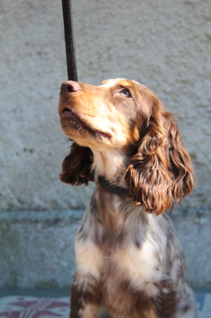 Tawa De La Rose Anglaise