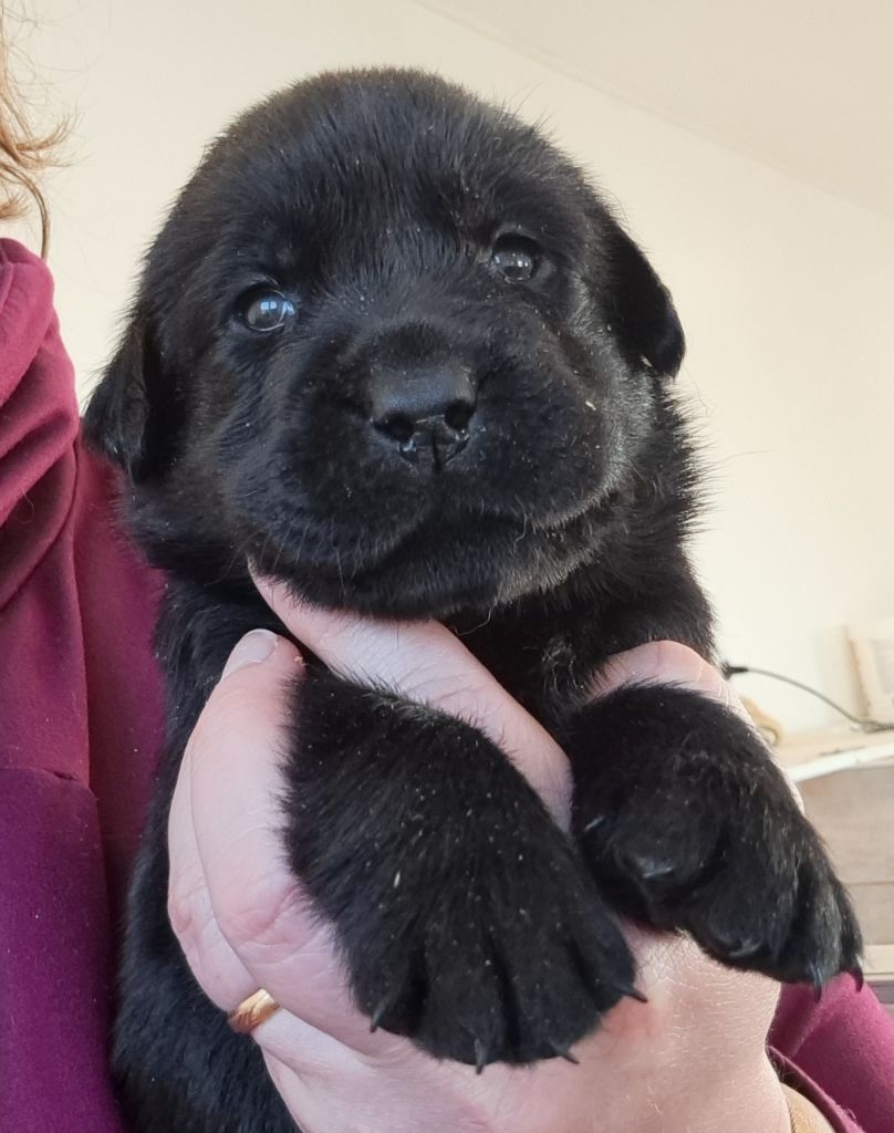 of Mayajoe's Dreams - Chiots disponibles - Labrador Retriever