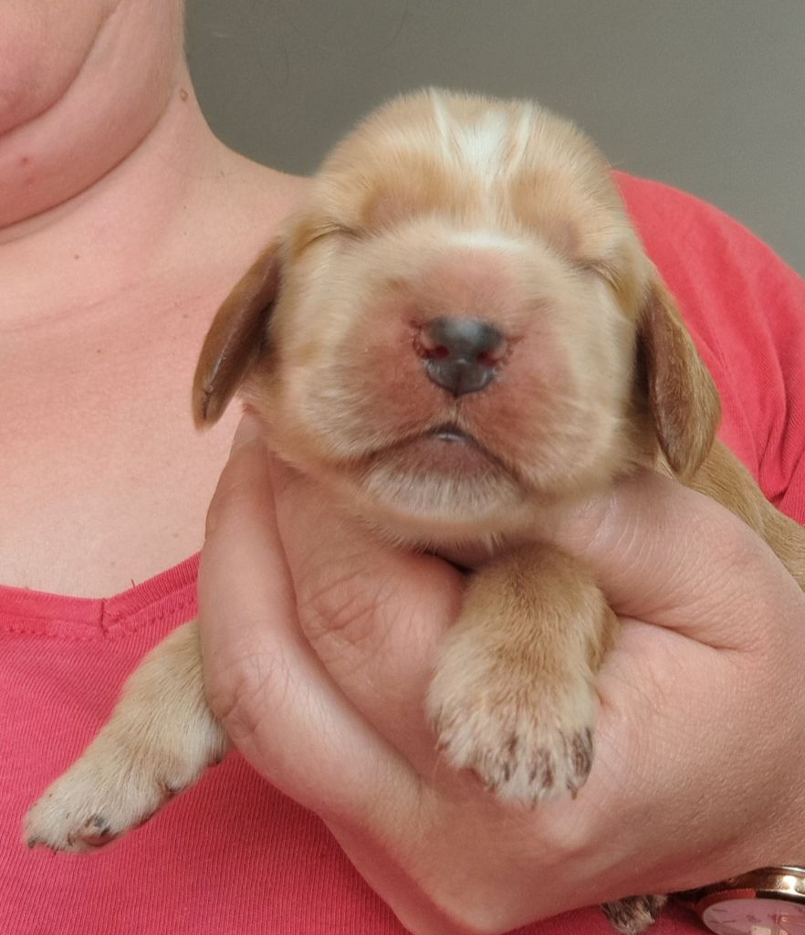 of Mayajoe's Dreams - Chiots disponibles - Cocker Spaniel Anglais