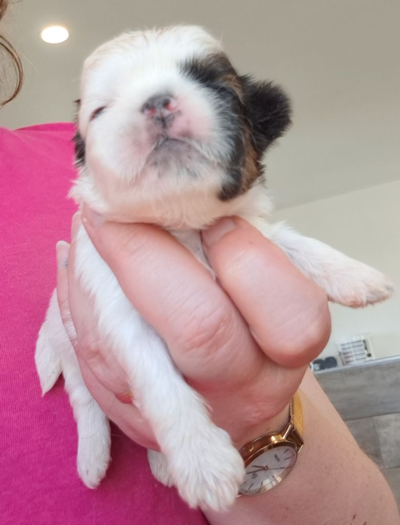 of Mayajoe's Dreams - Chiots disponibles - Shih Tzu