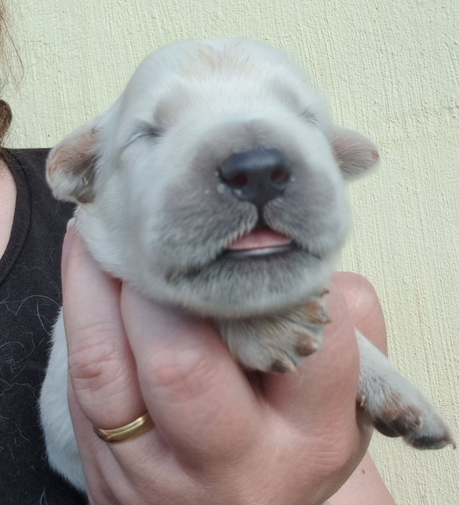of Mayajoe's Dreams - Chiots disponibles - Golden Retriever