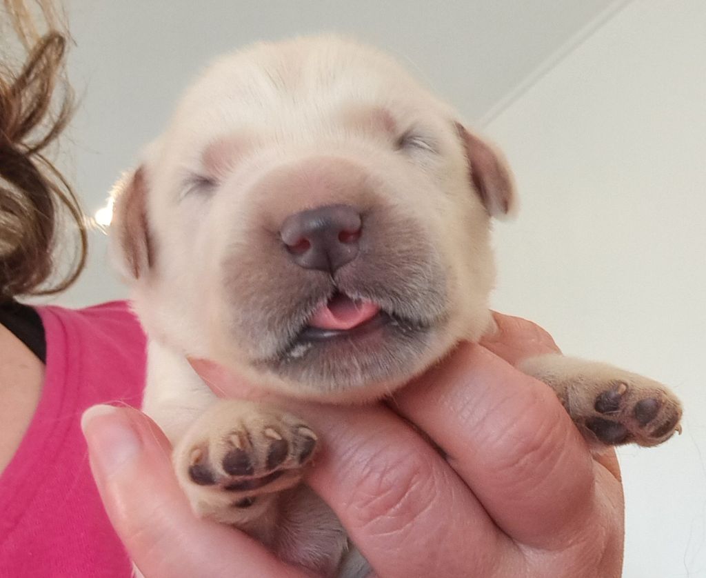 of Mayajoe's Dreams - Chiots disponibles - Golden Retriever
