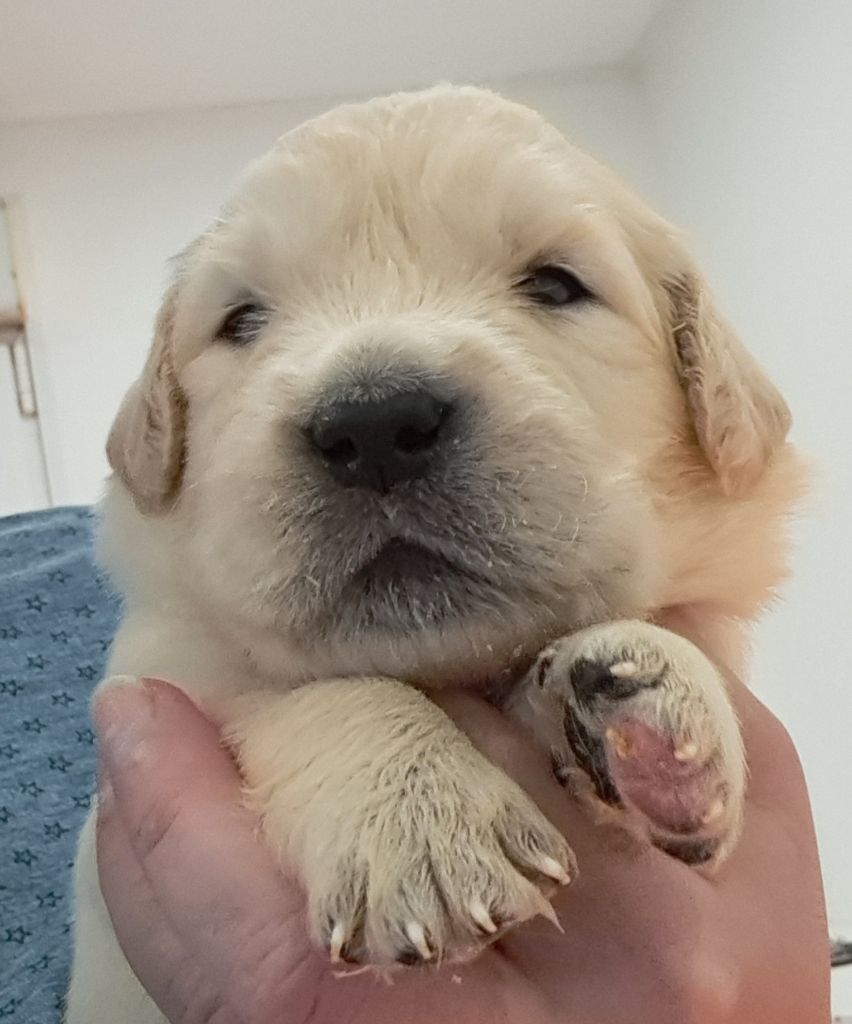 of Mayajoe's Dreams - Chiots disponibles - Golden Retriever
