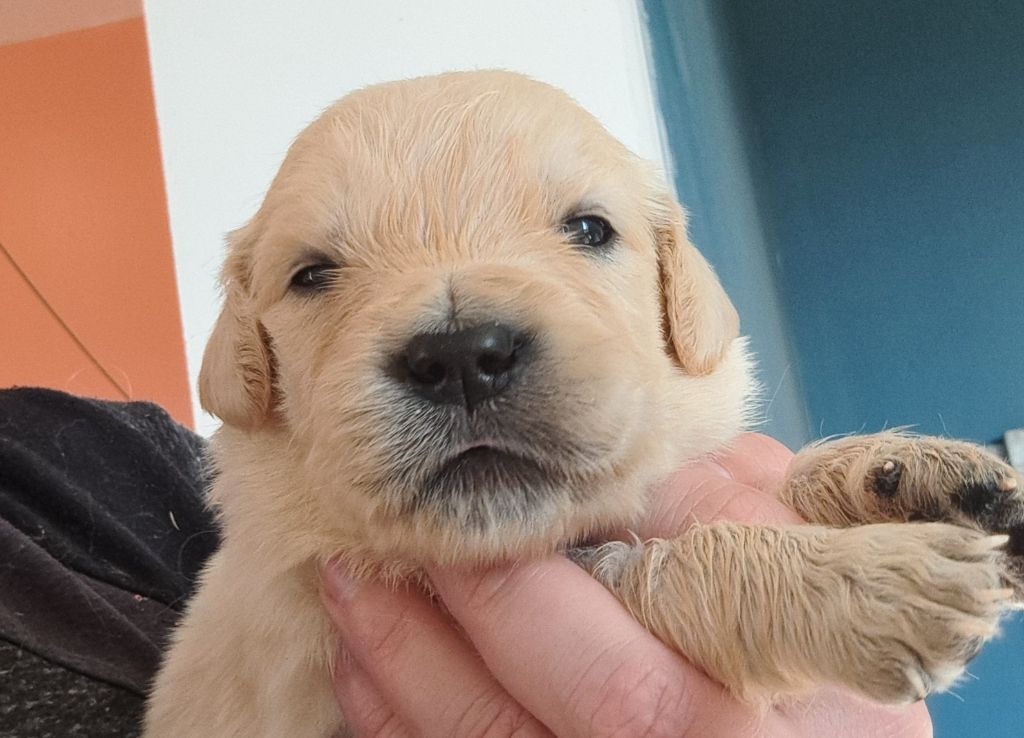 of Mayajoe's Dreams - Chiots disponibles - Golden Retriever