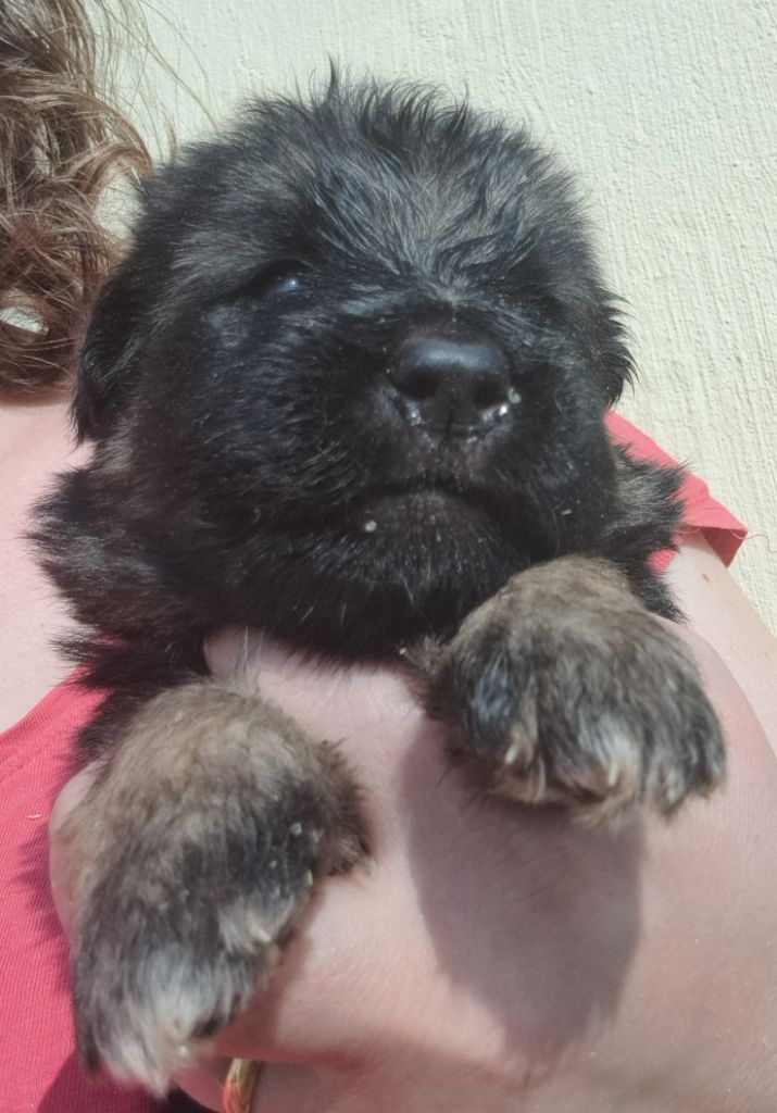 of Mayajoe's Dreams - Chiots disponibles - Berger Allemand Poil Long
