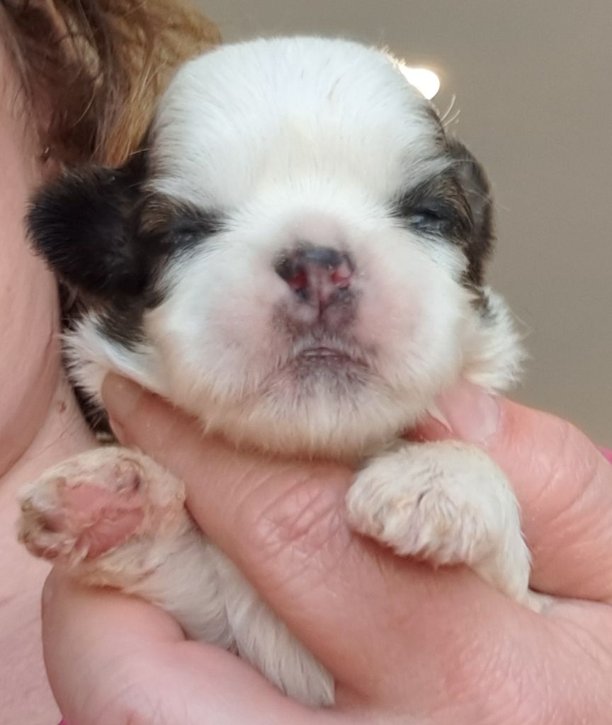 of Mayajoe's Dreams - Chiots disponibles - Shih Tzu