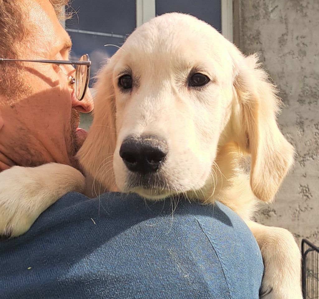 of Mayajoe's Dreams - Chiots disponibles - Golden Retriever
