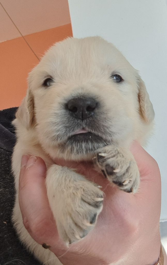 of Mayajoe's Dreams - Chiots disponibles - Golden Retriever
