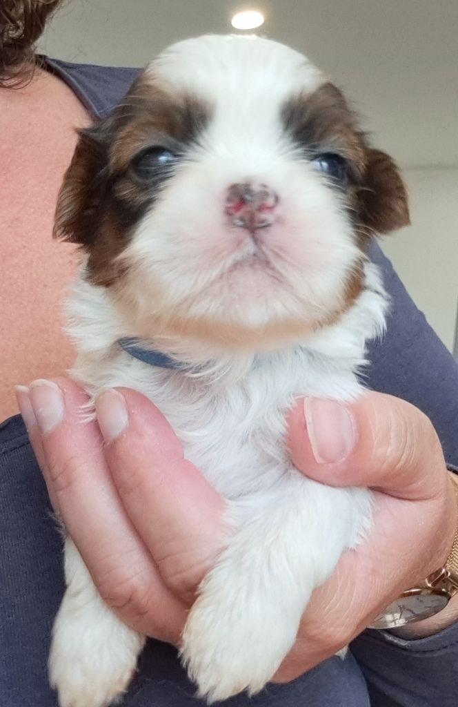 of Mayajoe's Dreams - Chiots disponibles - Shih Tzu