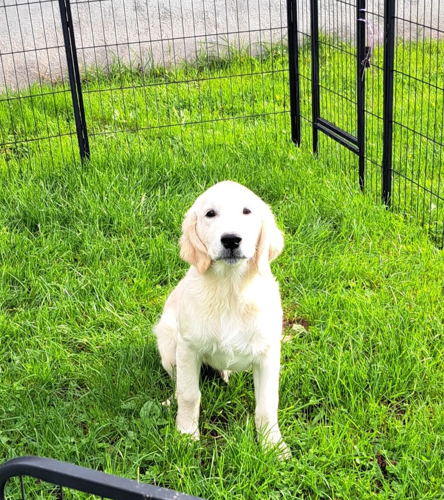of Mayajoe's Dreams - Chiots disponibles - Golden Retriever