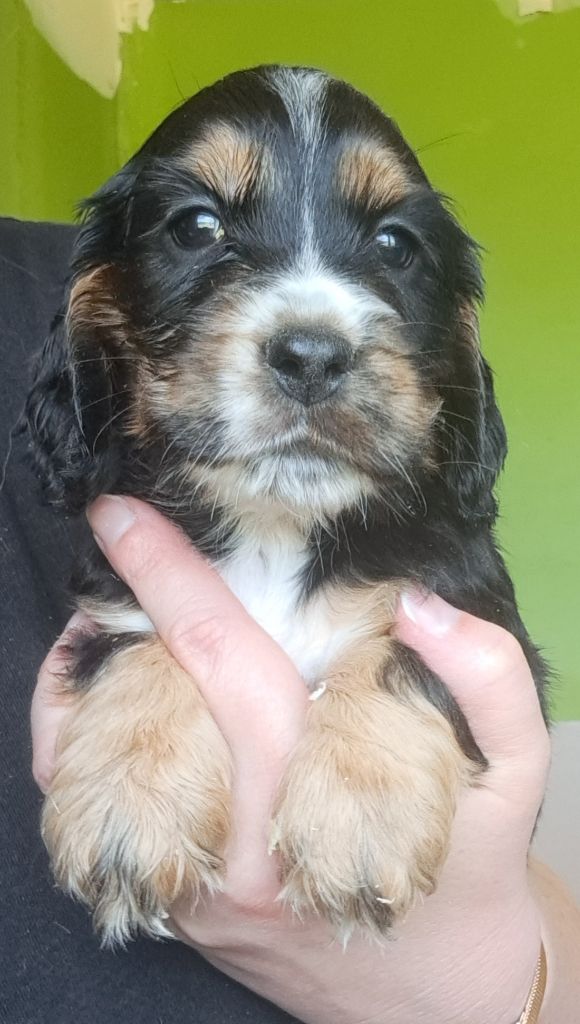 of Mayajoe's Dreams - Chiots disponibles - Cocker Spaniel Anglais
