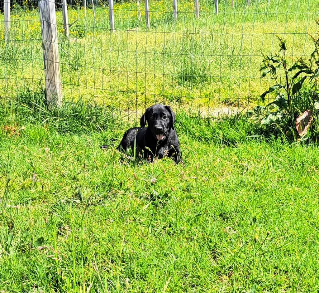 of Mayajoe's Dreams - Chiots disponibles - Labrador Retriever