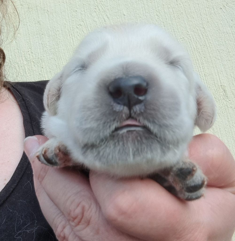 of Mayajoe's Dreams - Chiots disponibles - Golden Retriever