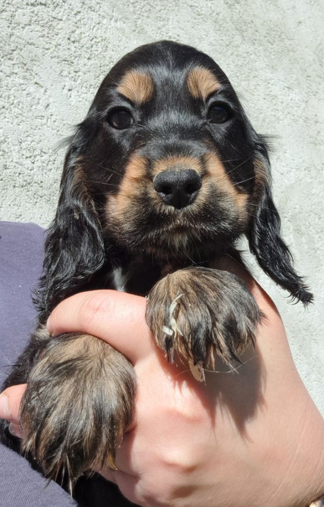 of Mayajoe's Dreams - Chiots disponibles - Cocker Spaniel Anglais