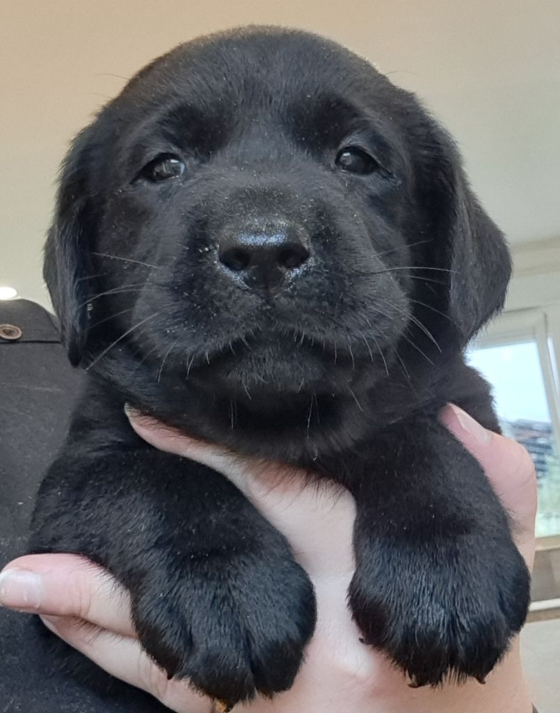 of Mayajoe's Dreams - Chiots disponibles - Labrador Retriever