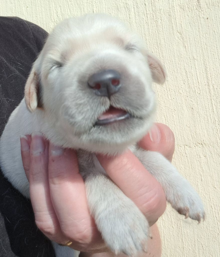 of Mayajoe's Dreams - Chiots disponibles - Golden Retriever
