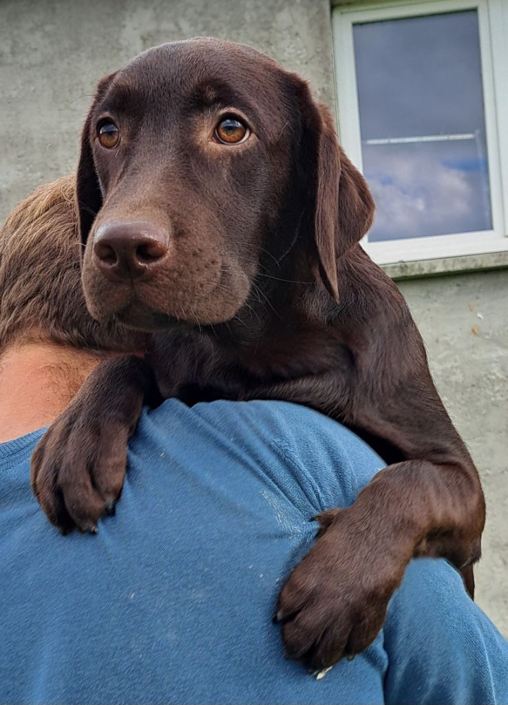 of Mayajoe's Dreams - Labrador Retriever - Portée née le 22/02/2025