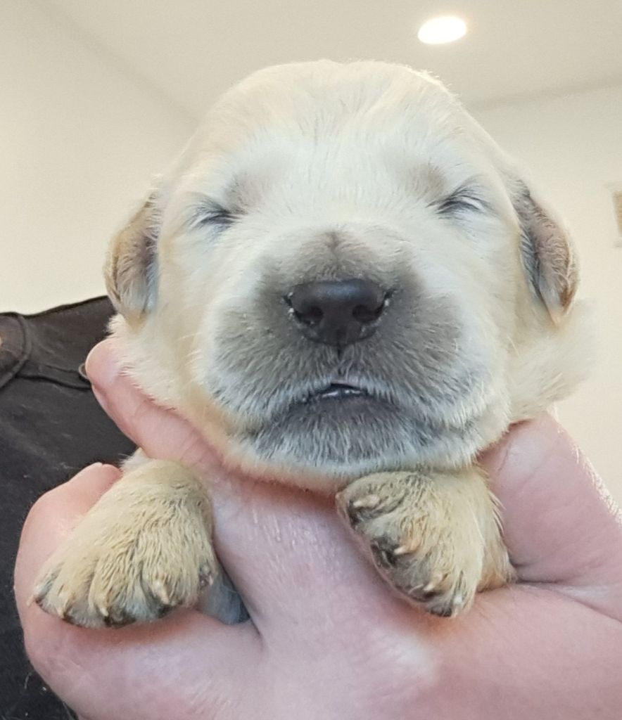 of Mayajoe's Dreams - Chiots disponibles - Golden Retriever