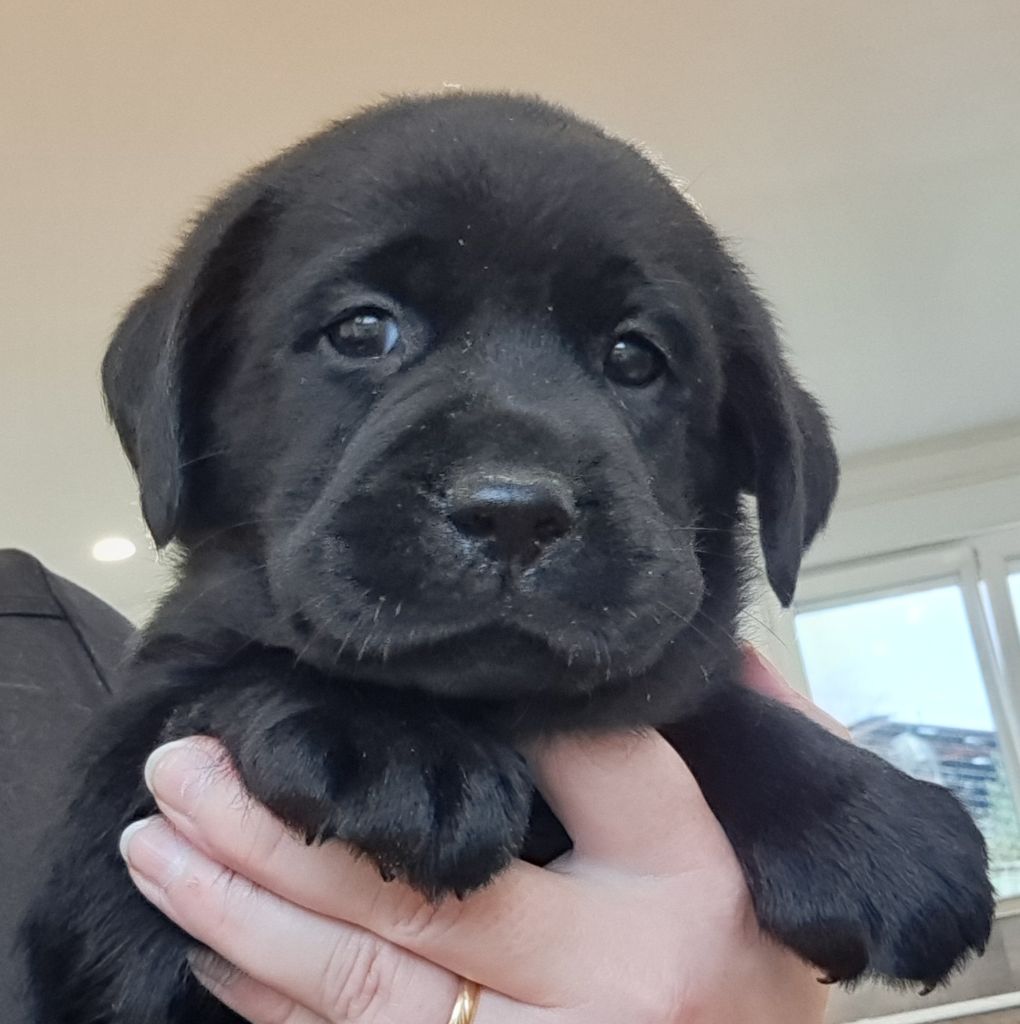 of Mayajoe's Dreams - Chiots disponibles - Labrador Retriever