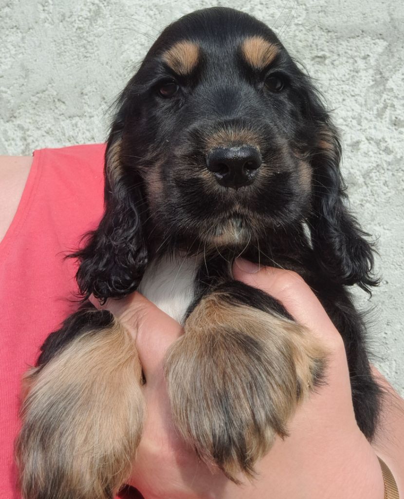 of Mayajoe's Dreams - Chiots disponibles - Cocker Spaniel Anglais