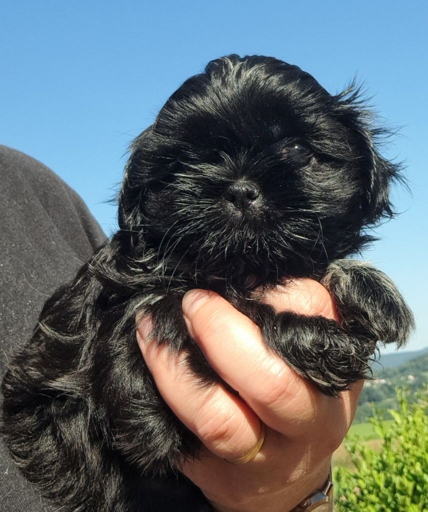 of Mayajoe's Dreams - Chiots disponibles - Shih Tzu