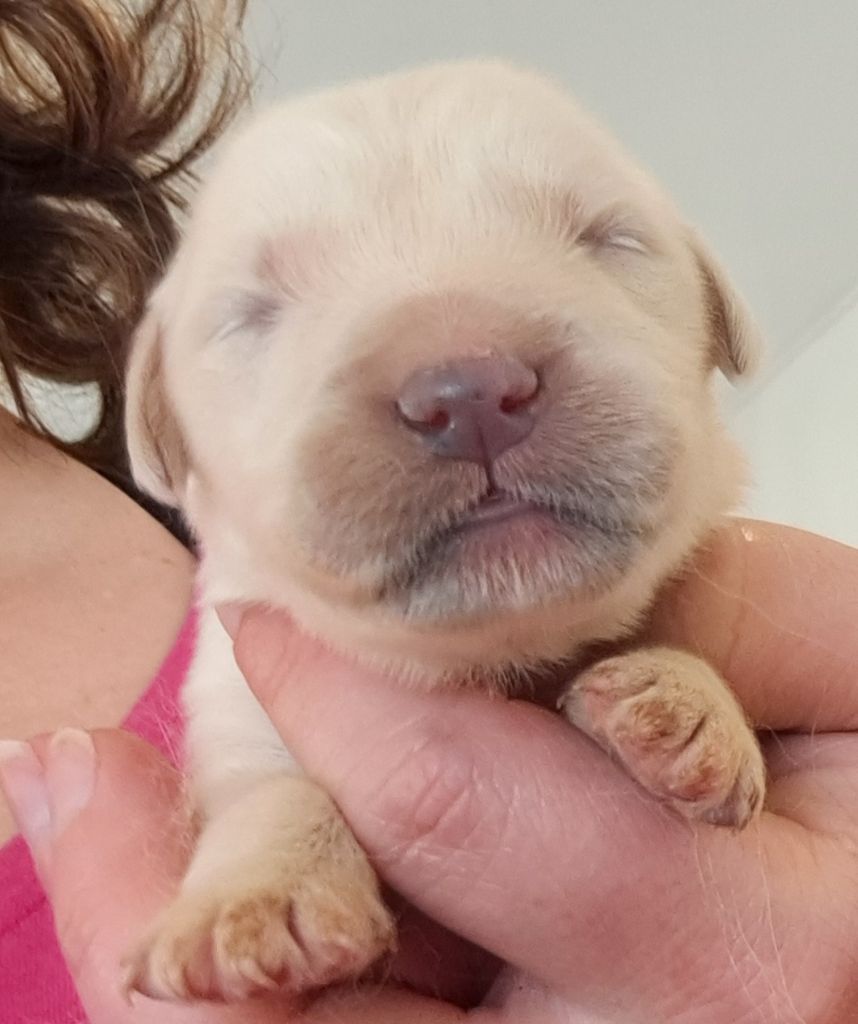 of Mayajoe's Dreams - Chiots disponibles - Golden Retriever