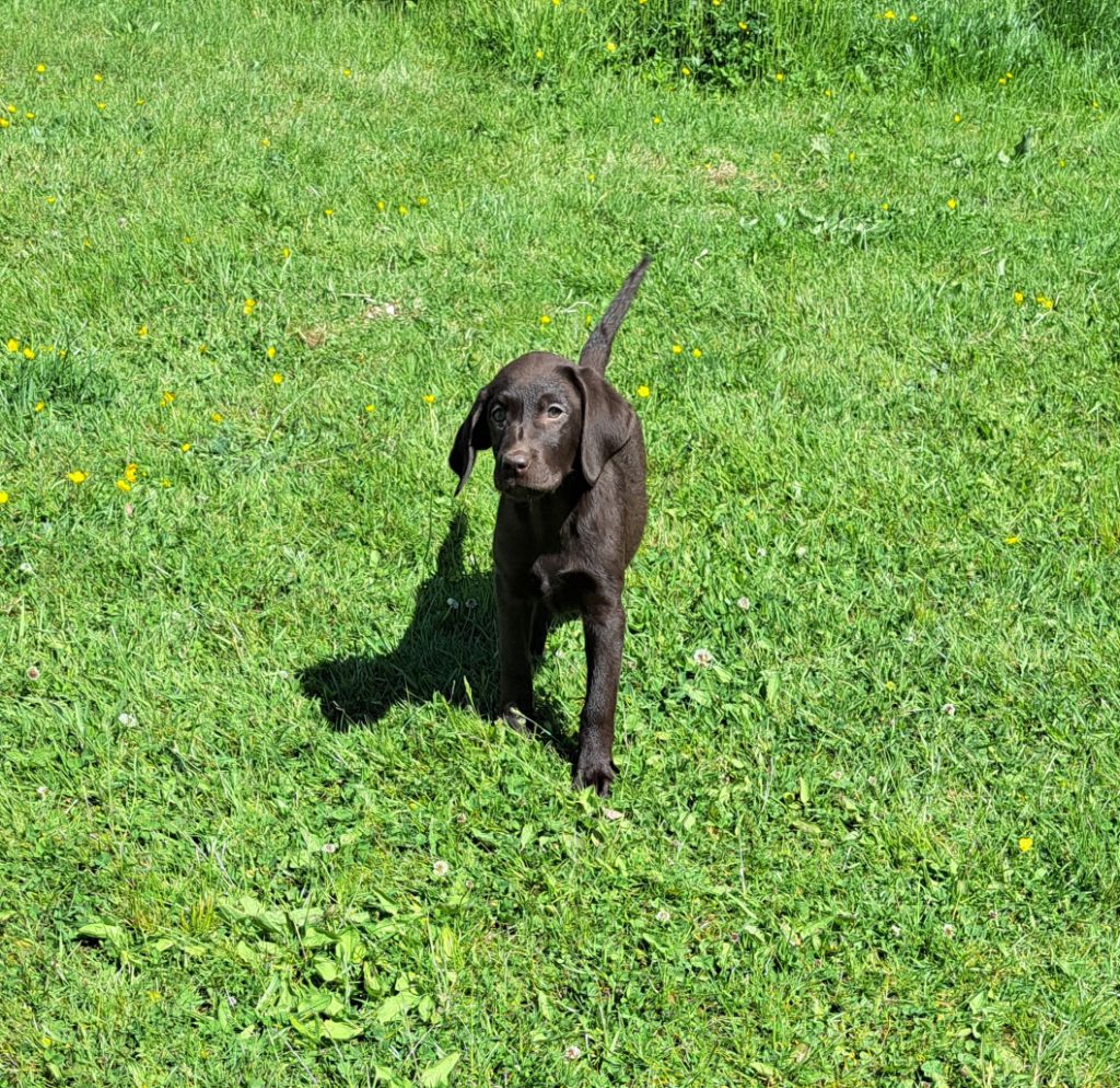 of Mayajoe's Dreams - Chiots disponibles - Labrador Retriever