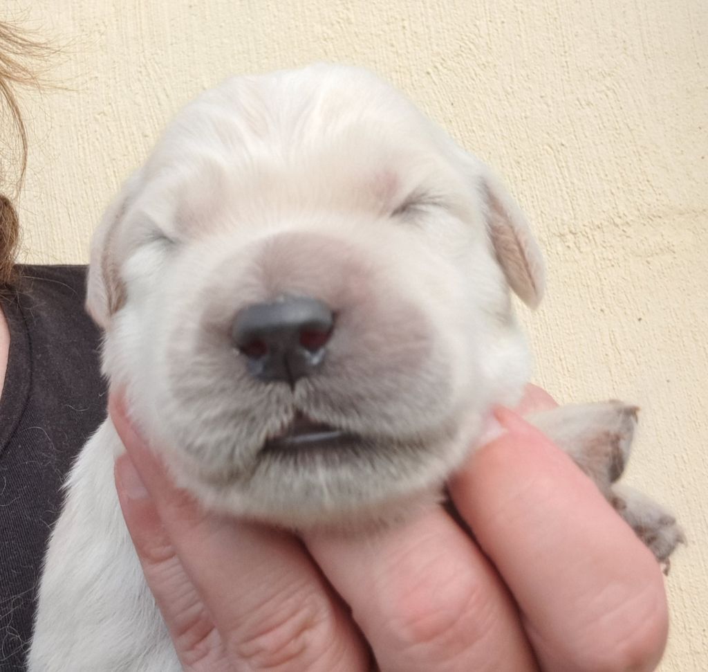 of Mayajoe's Dreams - Chiots disponibles - Golden Retriever