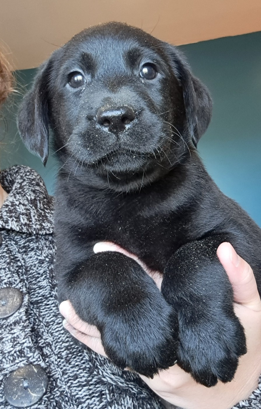 of Mayajoe's Dreams - Chiots disponibles - Labrador Retriever