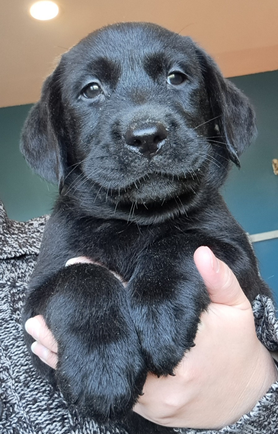 of Mayajoe's Dreams - Chiots disponibles - Labrador Retriever