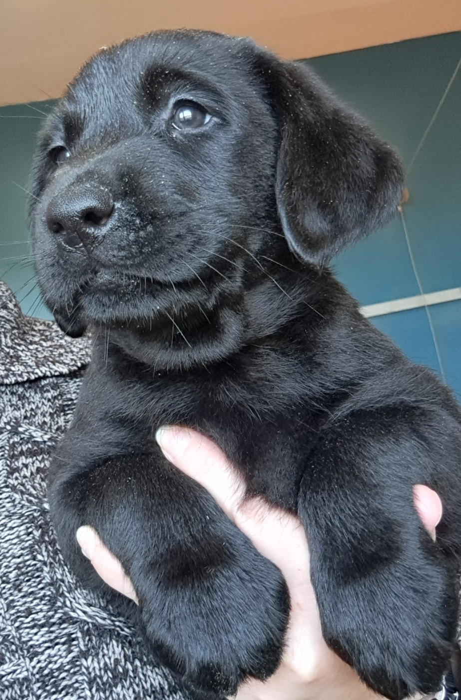 of Mayajoe's Dreams - Chiots disponibles - Labrador Retriever