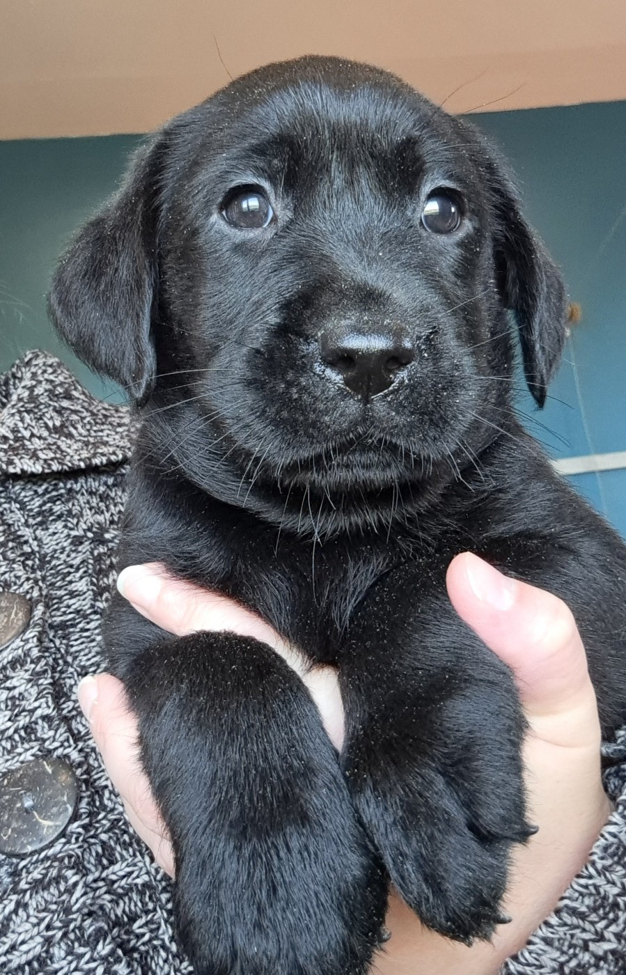 of Mayajoe's Dreams - Chiots disponibles - Labrador Retriever
