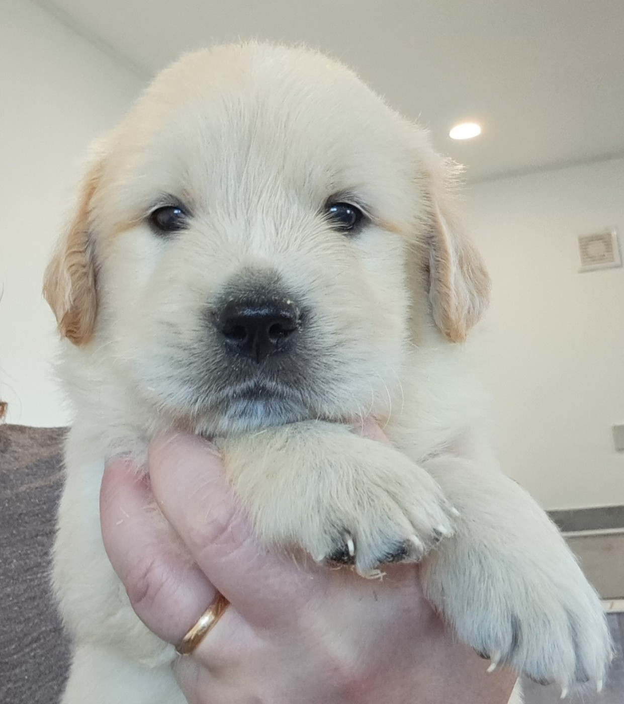 of Mayajoe's Dreams - Chiots disponibles - Golden Retriever