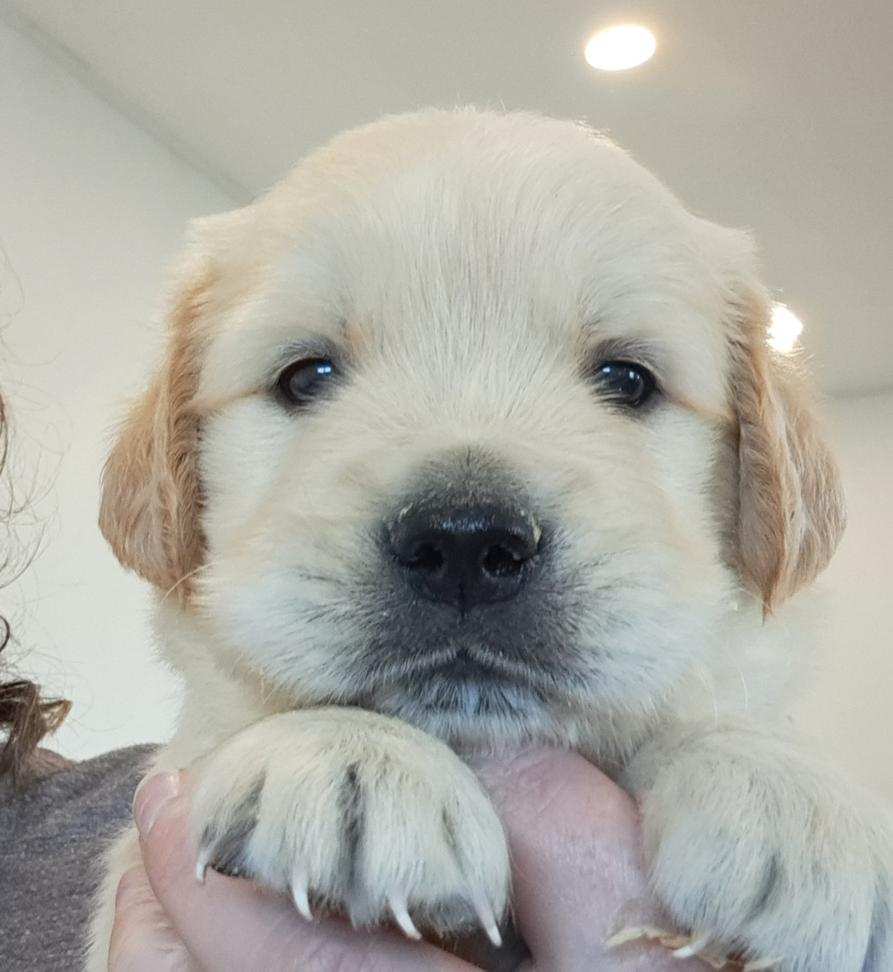 of Mayajoe's Dreams - Chiots disponibles - Golden Retriever