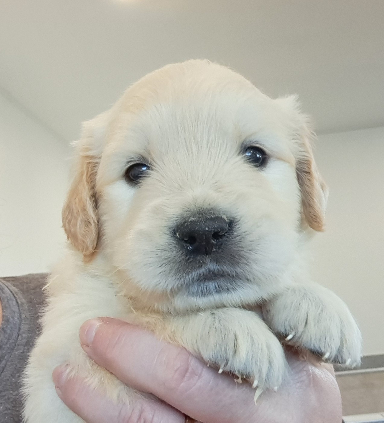 of Mayajoe's Dreams - Chiots disponibles - Golden Retriever