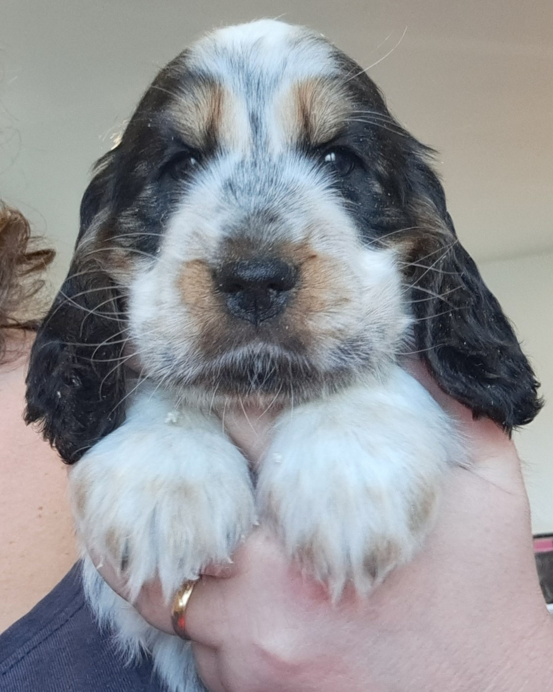of Mayajoe's Dreams - Chiots disponibles - Cocker Spaniel Anglais