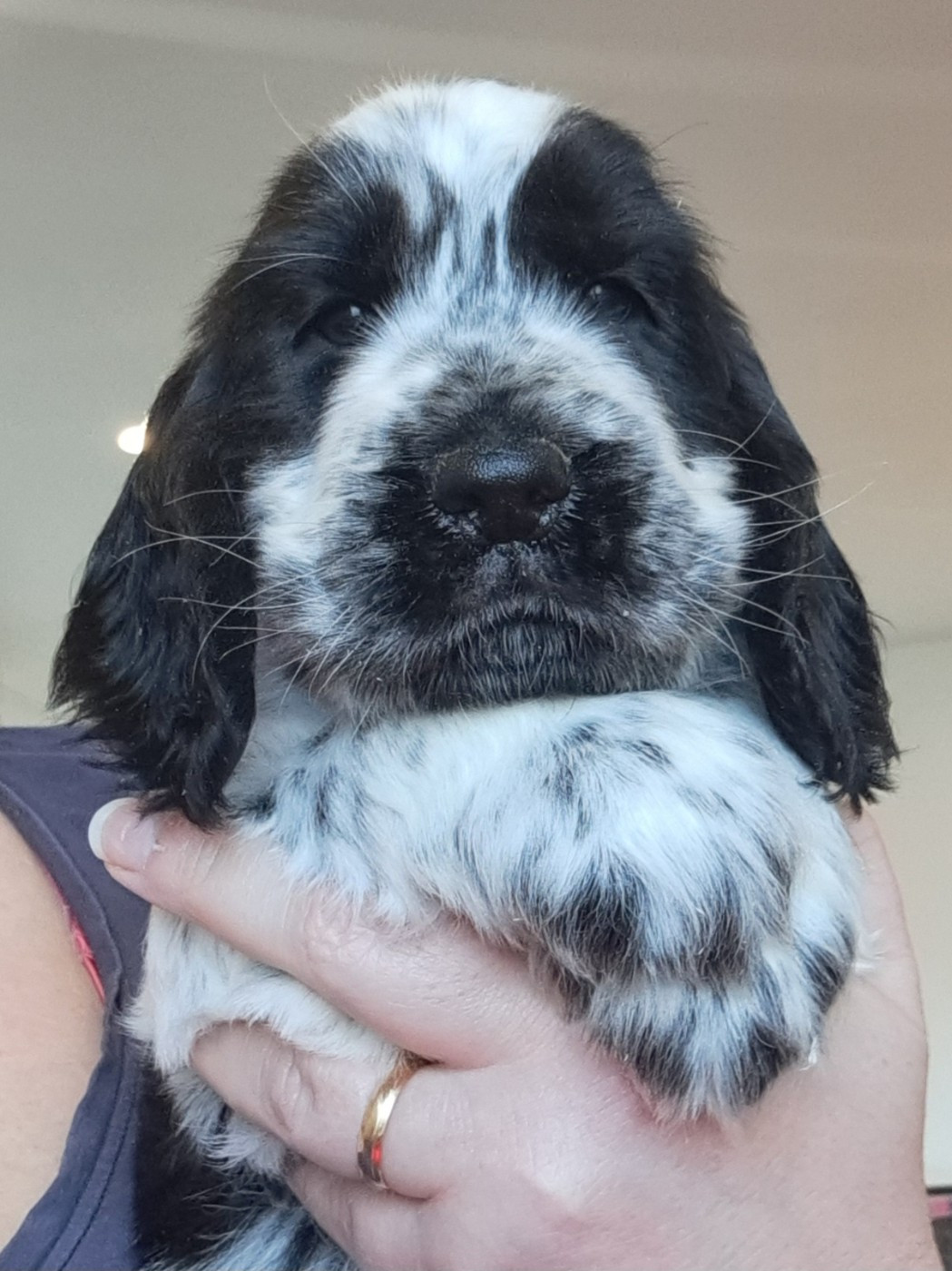 of Mayajoe's Dreams - Chiots disponibles - Cocker Spaniel Anglais